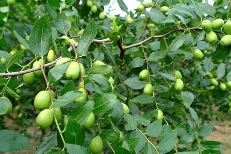 枣树苗秋季最后一次打药什么时候最好？打什么药