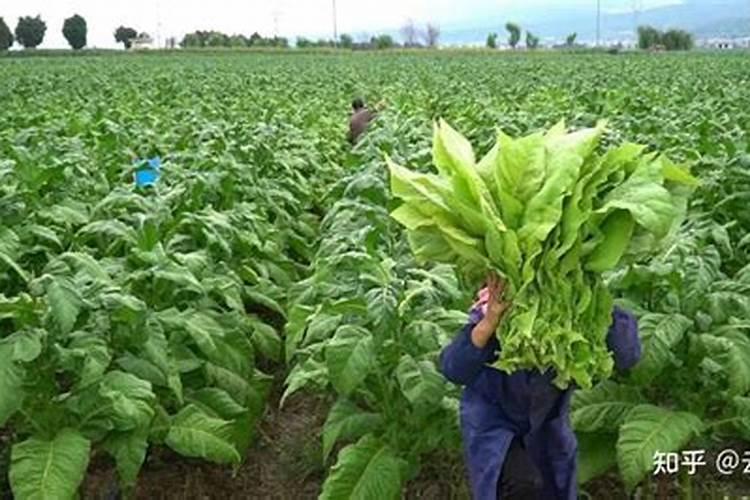 种烤烟用什么肥料好？
