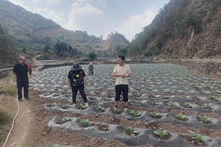 一亩烤烟用多少钾肥 什么时候施钾肥好