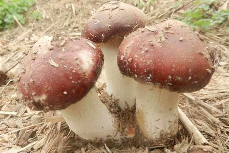 种在花盆里的蘑菇可以吃吗