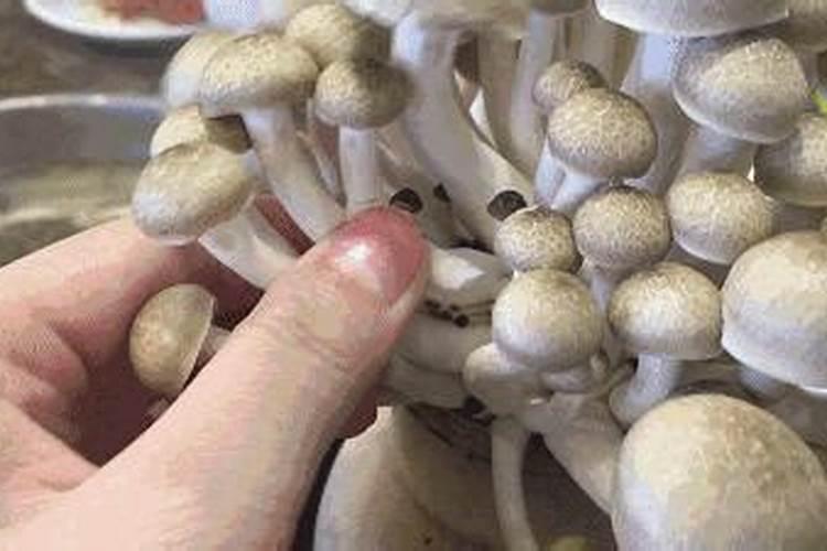 花盆里长出的蘑菇,有毒吗？