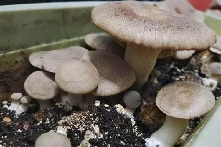 蘑菇肥料主要成分是什么 问一问