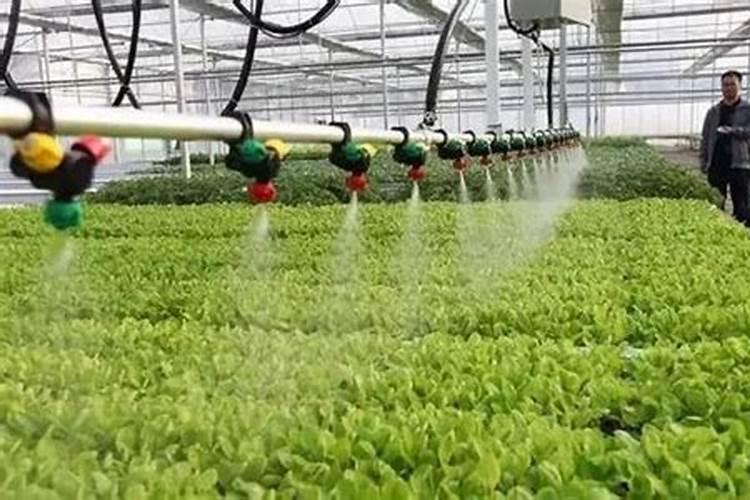 八月瓜的种植方法是什么