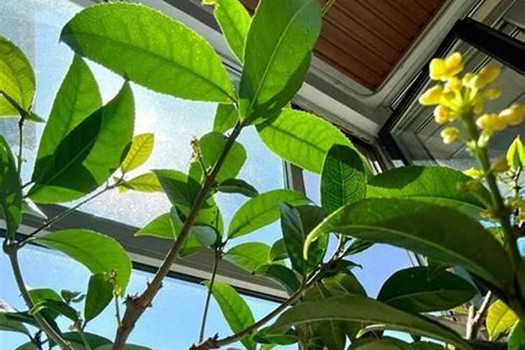 怎么给桂花浇水？