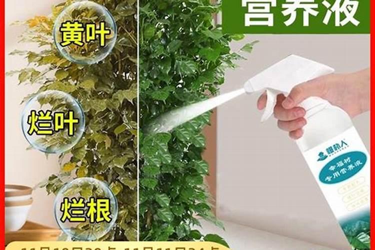 幸福树要施什么肥料吗