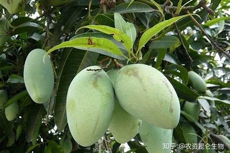 蟹爪兰打花苞怎么浇水施肥