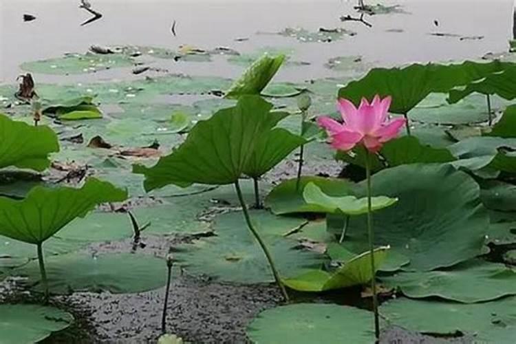 盆栽荷花如何施肥,磷钾肥为主氮肥为辅