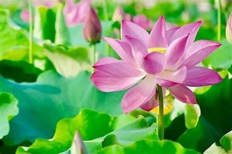 盆栽荷花施什么肥,施肥以磷钾肥为主