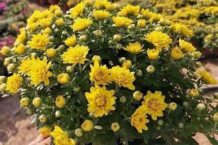 菊花水涝十天后可以施尿素吗提苗？根部叶子枯萎上面叶子都蔫了？