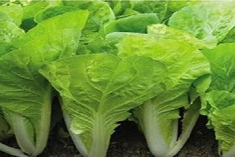 生物酶活化磷肥最佳配比