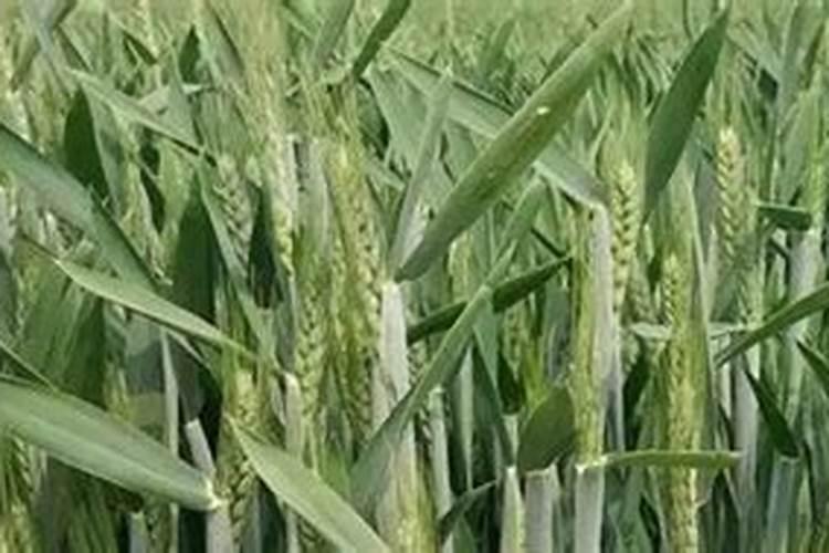 老师种小麦用什么肥料做底肥好？