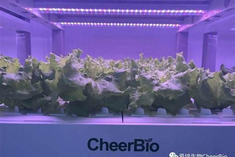 种菜用尿素还是复合肥