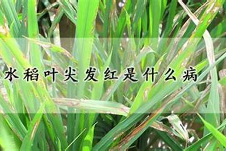水稻叶子发红是什么病