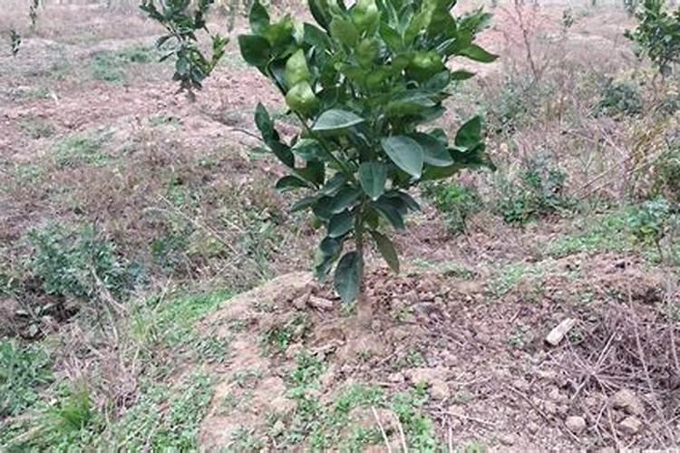 脐橙膨大果实能喷施叶面肥吗？