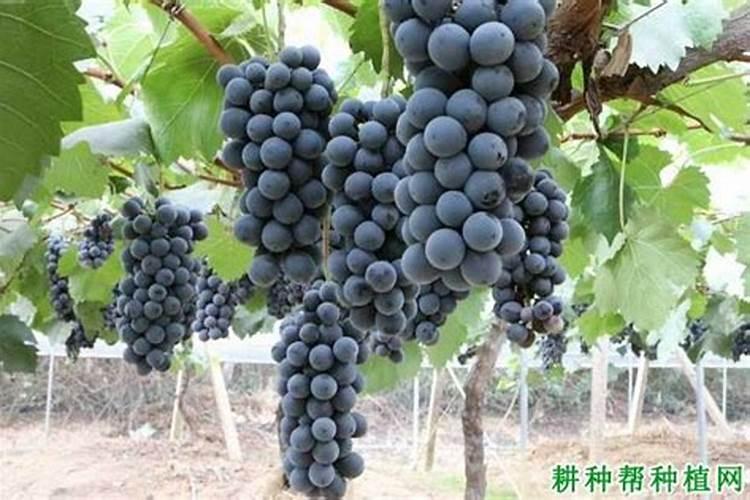 甲基硫菌灵在葡萄上色期能喷使吗