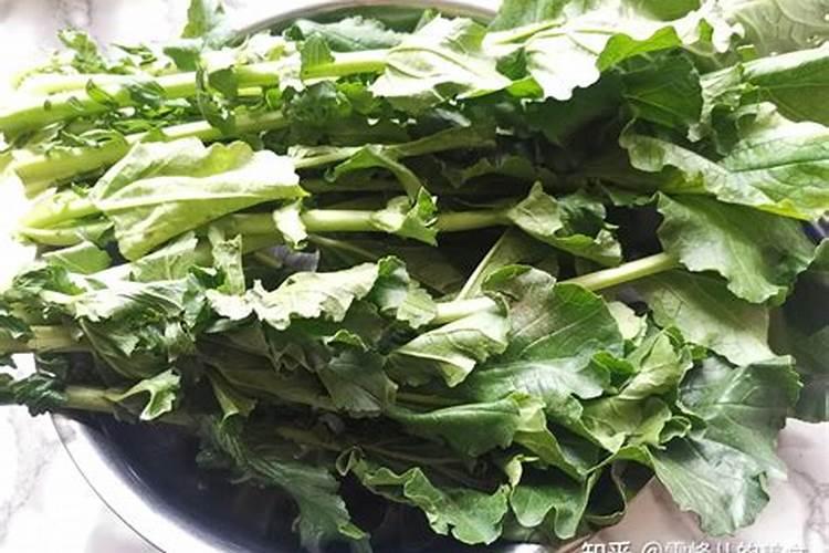 绿丰宝一号喷施后多长时间可以食用