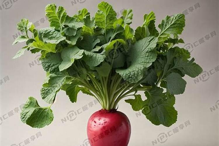 绿萝怎么养长得快？