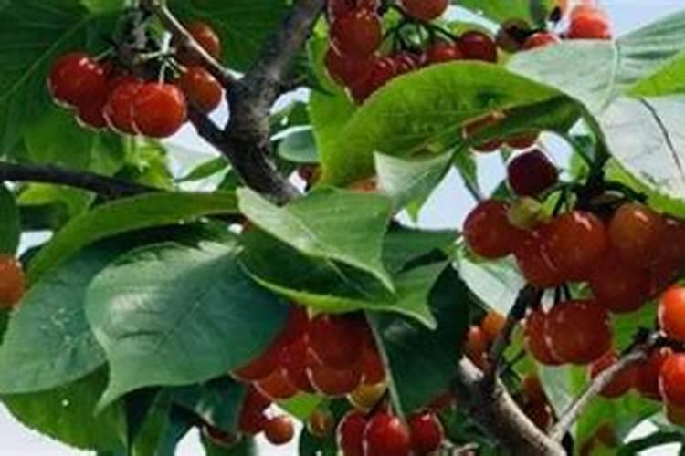 樱桃树底肥用什么肥料比较好？