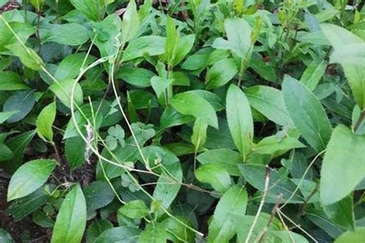 种植苍术用什么肥料