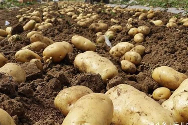 土豆施肥用什么肥料 适合土豆的肥料