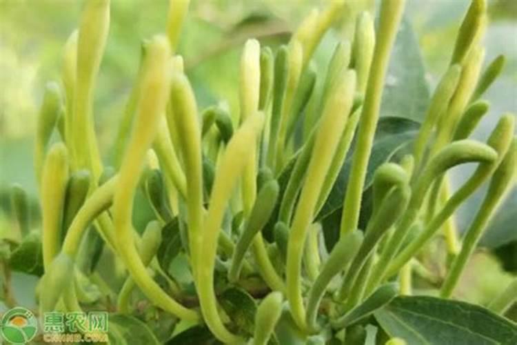 金银花怎么浇水施肥好？