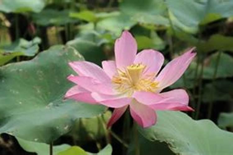 植物叶子用什么肥料能变大变厚？