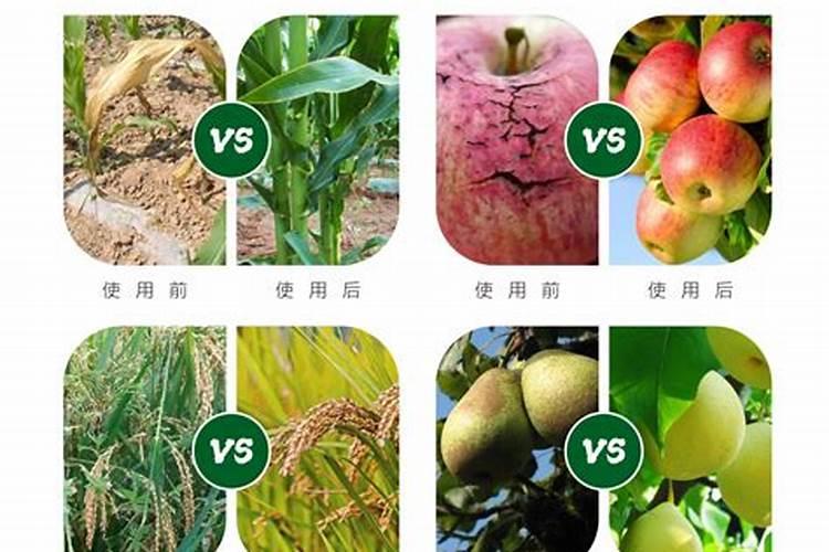 药害或肥害用什么缓解