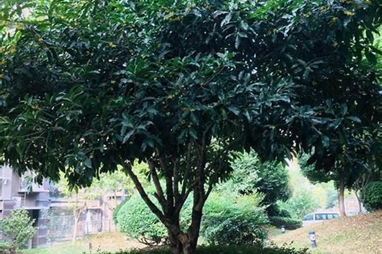地栽桂花树怎么养护？