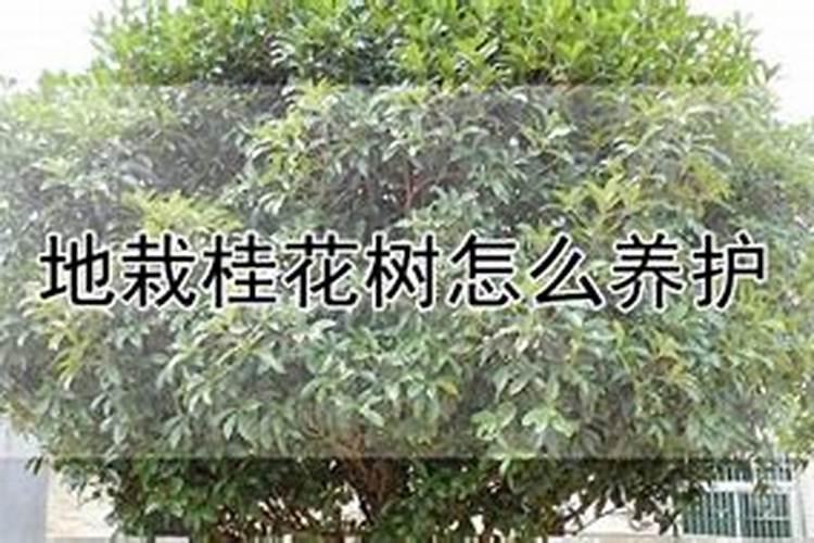 桂花怎样施肥和修剪？