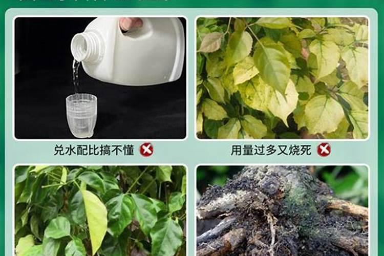 幸福树肥料什么花还能用？