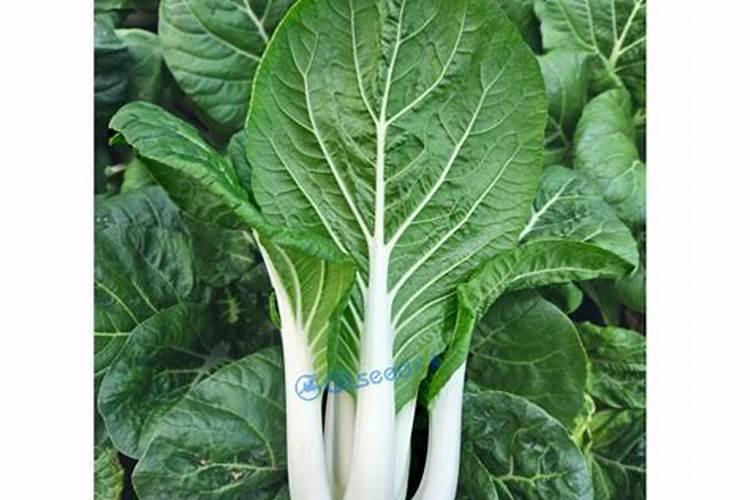 矮脚黑叶甜白菜适合哪种种植环境