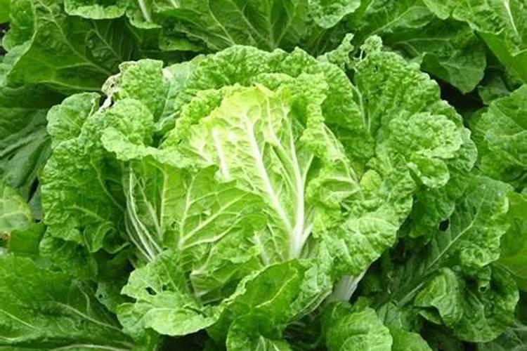 矮脚黑叶甜白菜适合哪种种植环境