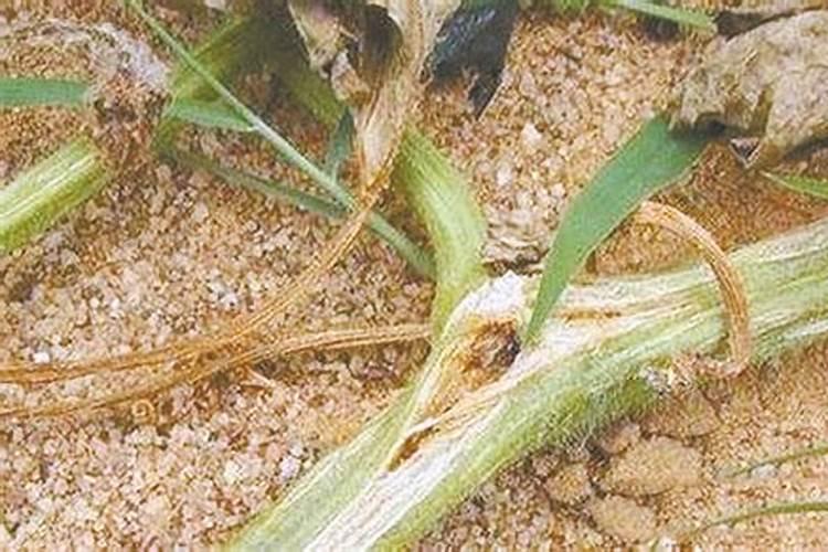 植物磷肥过量叶片特征 对植物生长的影响