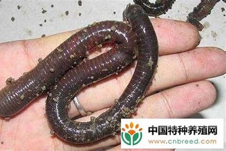 叶面肥配方技术