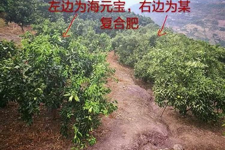 谁养过“招财进宝”这种植物？