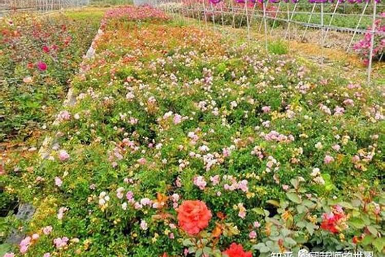 月季花的施肥方法