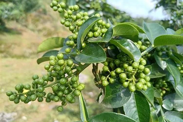 九叶青花椒栽后多久施肥的问题？