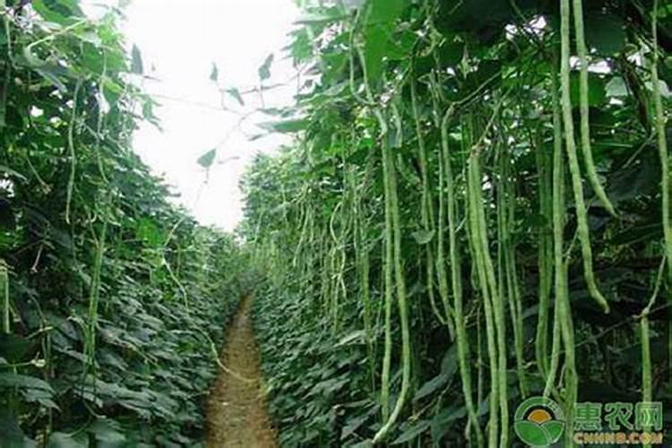 豆角打拉直带叶面肥行吗？