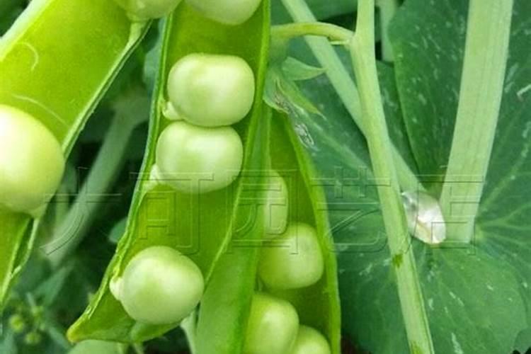 7一8月种什么大青豆