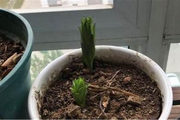 百合茎秆怎么生根