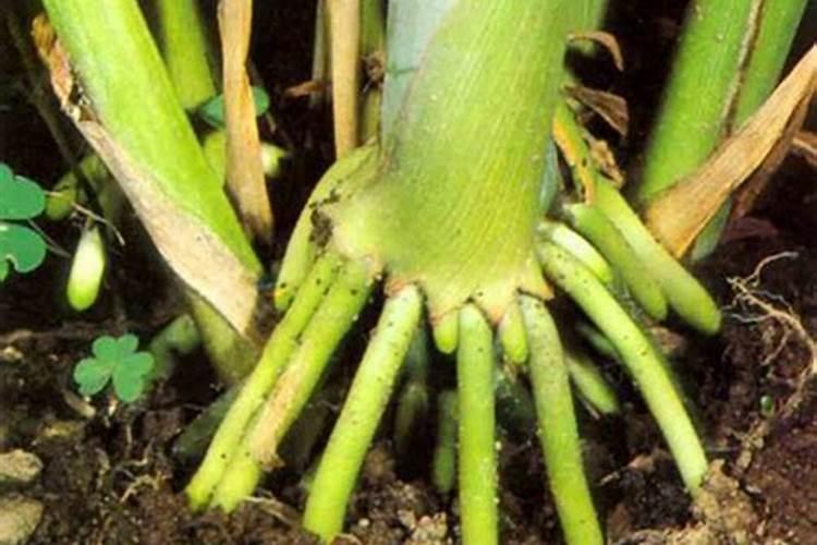 盆栽百合花施什么肥好呢？百合花怎么施肥呢？