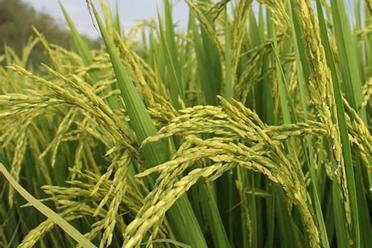 水稻氮磷钾施肥最佳比例每亩用多少？