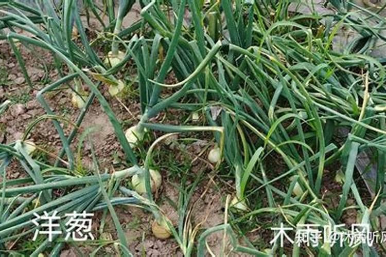 硼肥喷施土豆和洋葱叶面有用吗？