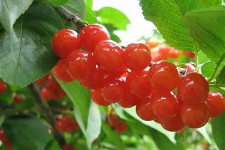 大樱桃什么时期用硼肥和磷酸二氢钾？请问大樱桃树什么时候打磷酸二氢钾...