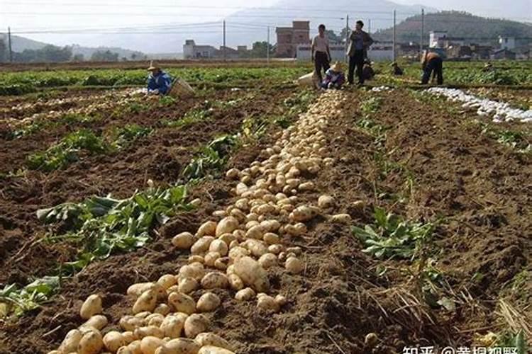 土豆用什么肥料高产 土豆怎么种植