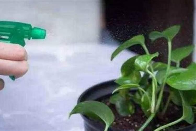 花多多10号肥料怎么用