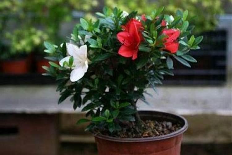 夏季如何给杜鹃花施肥
