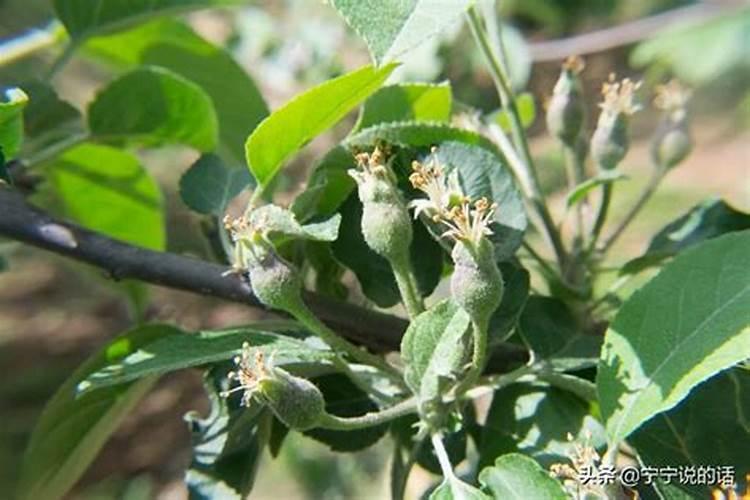 苹果树施肥最佳时间和方法及配方