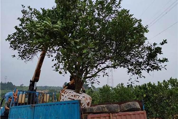 蔬菜叶面肥木醋液推荐厂家