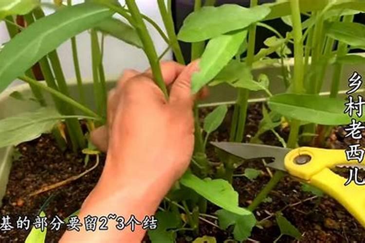 空心菜发芽后多久可以施肥